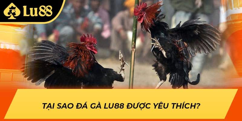 Tại sao đá gà LU88 được yêu thích?