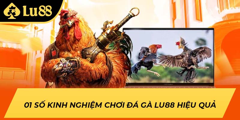 01 số kinh nghiệm chơi đá gà LU88 hiệu quả